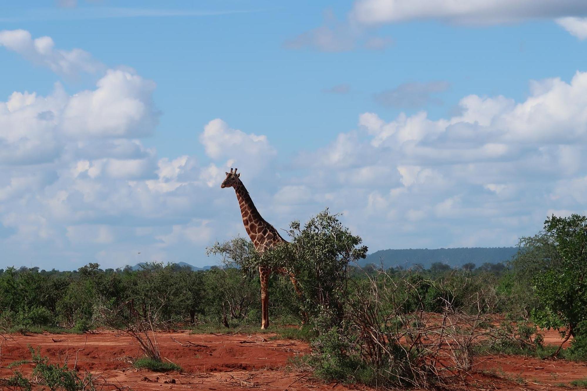 Tausa Tsavo Eco Lodge Voi Luaran gambar