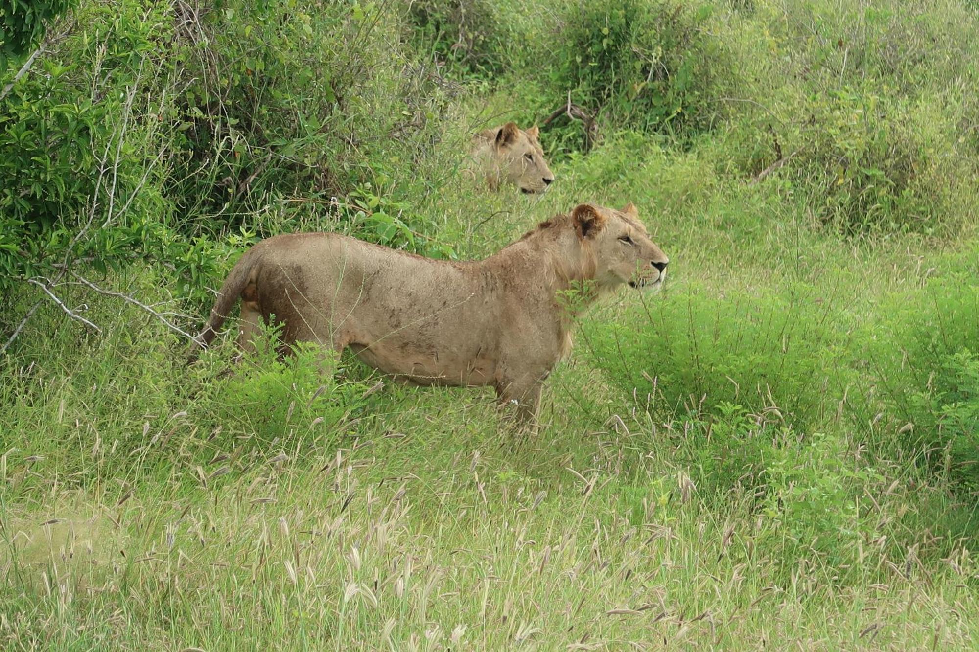 Tausa Tsavo Eco Lodge Voi Luaran gambar