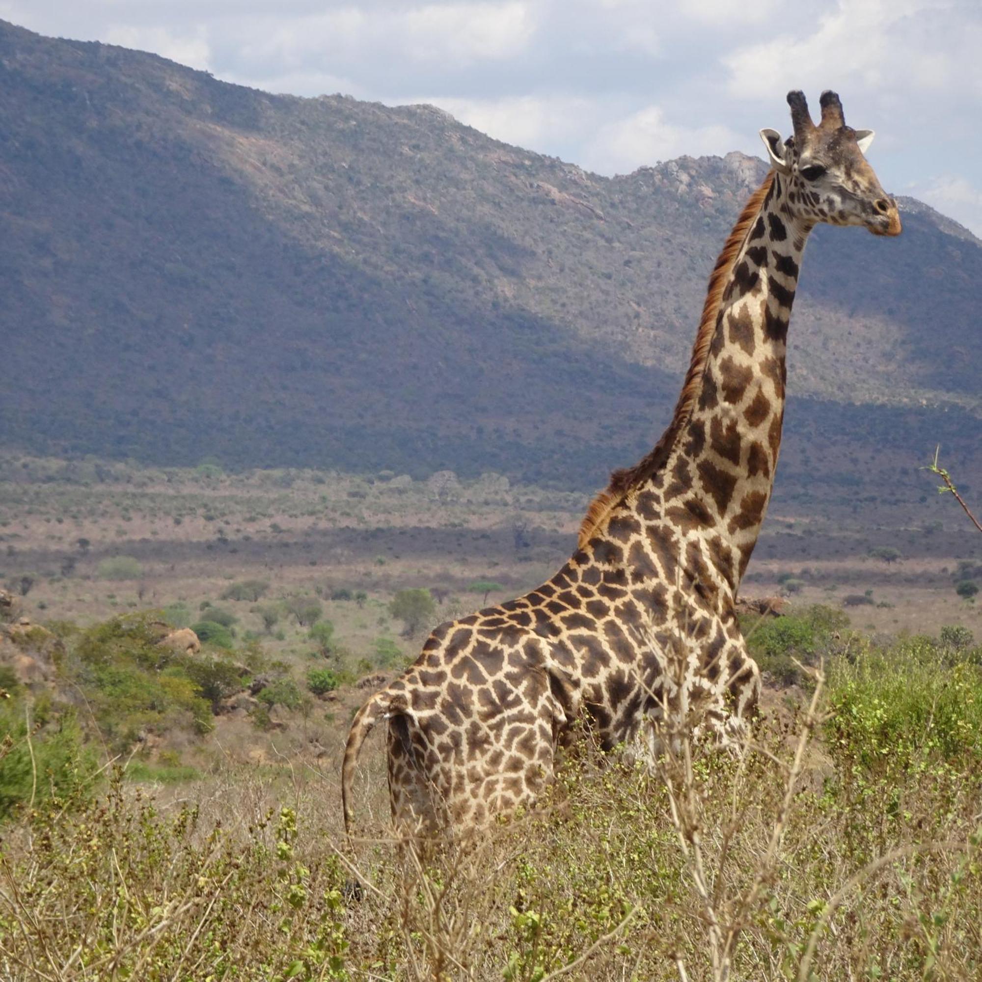 Tausa Tsavo Eco Lodge Voi Luaran gambar