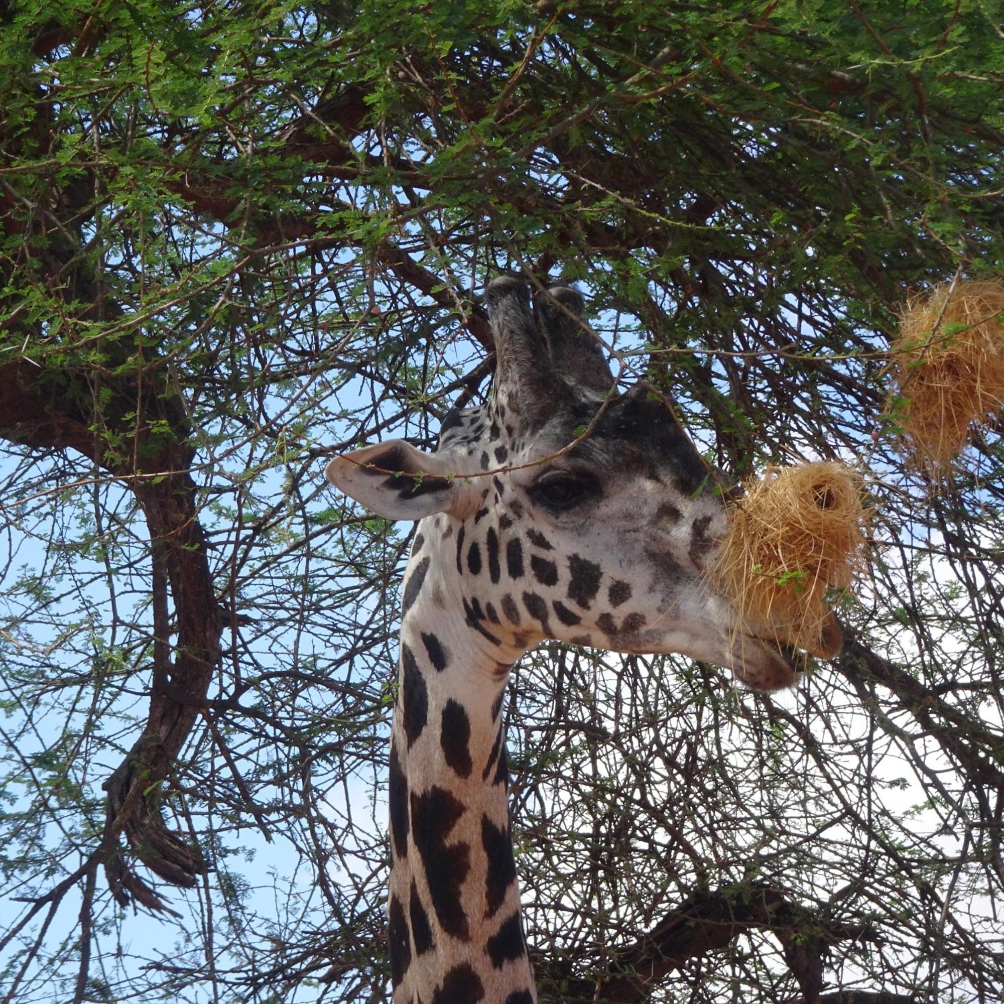 Tausa Tsavo Eco Lodge Voi Luaran gambar