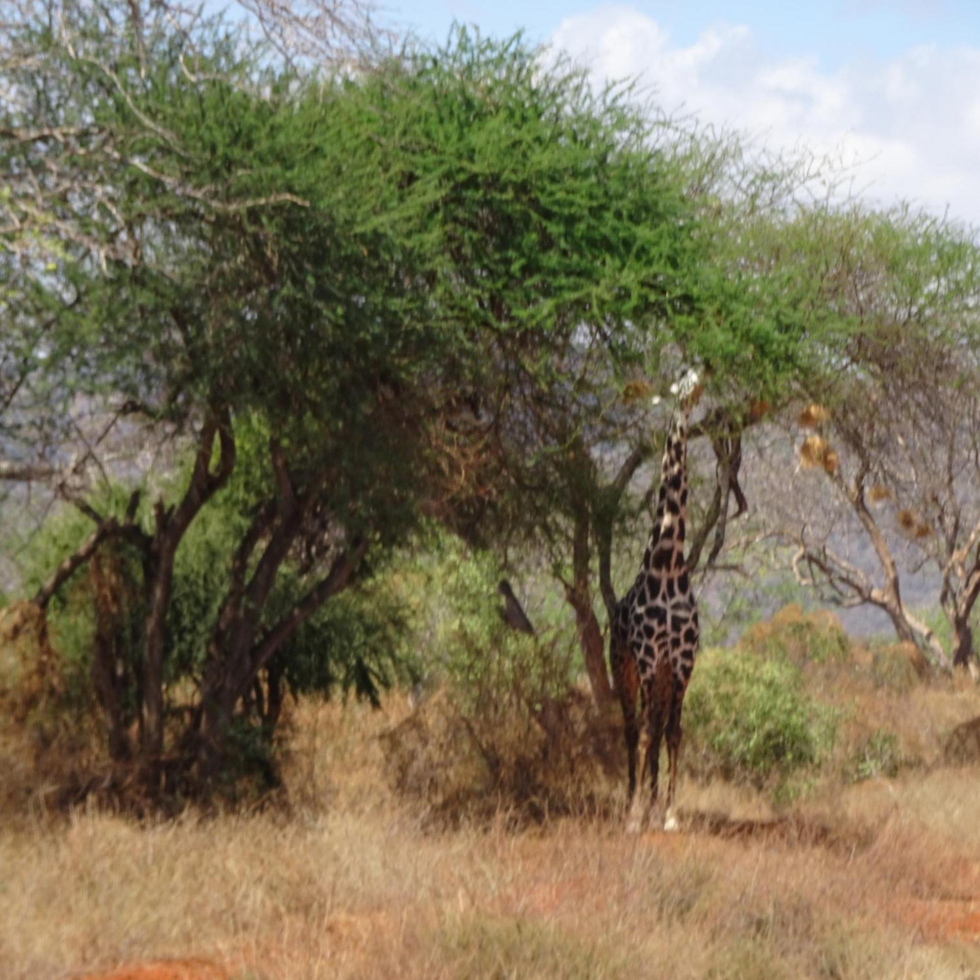 Tausa Tsavo Eco Lodge Voi Luaran gambar